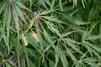 Acer palmatum Sekimori