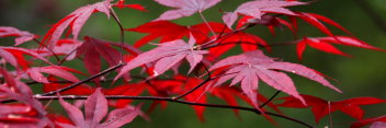 Acer palmatum Flushing