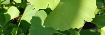 z Ginkgo biloba Fairmont