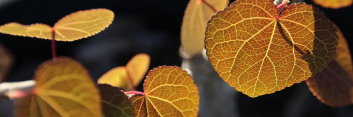 z Cercidiphyllum japonicum Red fox