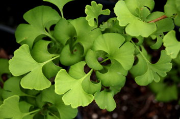 Ginkgo biloba Slovakian Princess