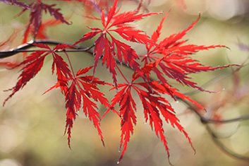 Acer palmatum Tamukeyama