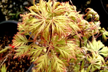 Acer palmatum Felice