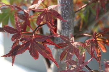 Acer palmatum Brandt's Dwarf