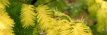 z Metasequoia glyptostroboides Gold Rush