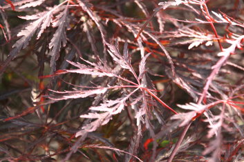 Acer palmatum Dark Straw