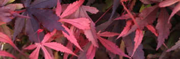 Acer palmatum Fireball