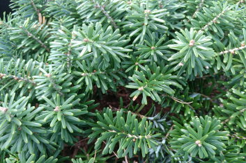 Abies koreana Cis