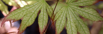 Acer palmatum Beni shigitasu sawa