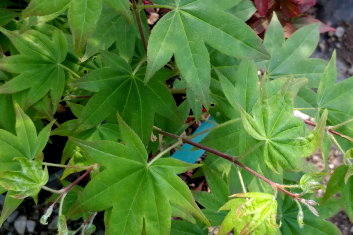 Acer palmatum Yuki