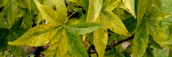 z Liquidambar styraciflua Variegata Sweet Gum