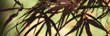 Acer palmatum Hupp’s Red Willow