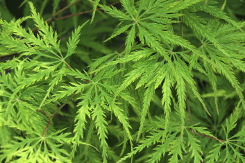 Acer palmatum Filigree