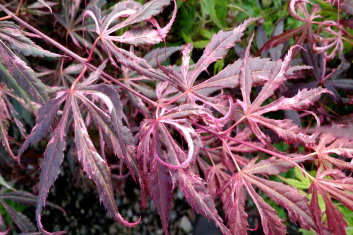 Acer palmatum Lileeanne's Jewel