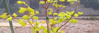 Acer circinatum Sunny Sister