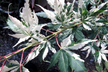 Acer palmatum Cotton Candy