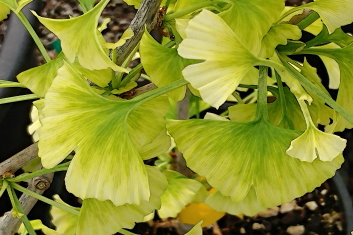 Ginkgo biloba Snow Cloud