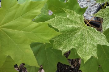 Acer platanoides Walderseii