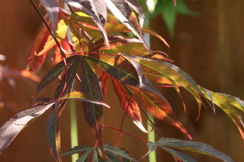 Acer palmatum Christy Ann