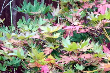 Acer palmatum Beni musume