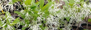 z Chionanthus virginicus  (species)