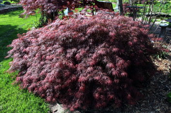 Acer palmatum Germaine's gyration