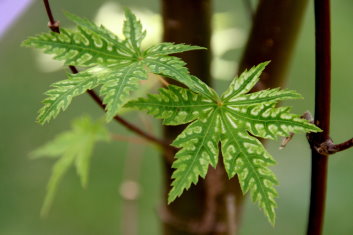 Acer palmatum Higasayama