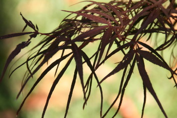 Acer palmatum Hupp’s Red Willow