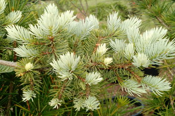 Picea pungens Bakeri