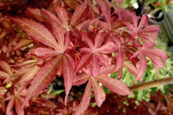 Acer palmatum Skeeter's Broom