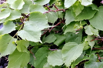 Tilia cordata Marta