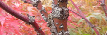 Acer palmatum Arakawa