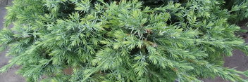 z Conifer Juniperus squamata Holger
