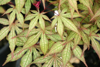 Acer palmatum Amber Ghost