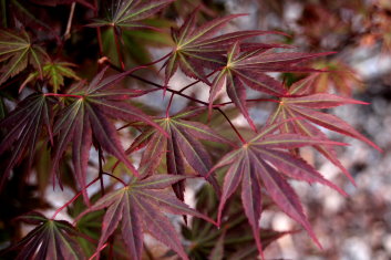 Acer shirasawanum Shira Red