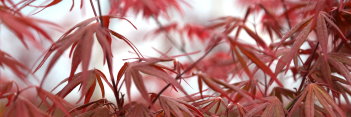 Acer palmatum Aka hosada
