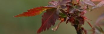 Acer palmatum Tsukumo