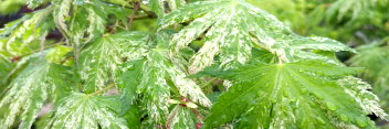 Acer palmatum Tyvetsu nishiki