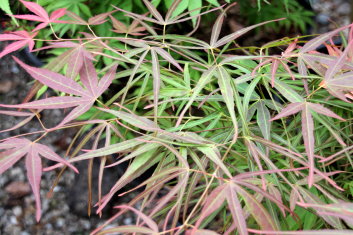 Acer palmatum Villa Taranto