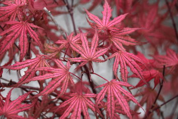 Acer palmatum Olsen's Frosted Strawberry