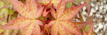 Acer palmatum Corallinum