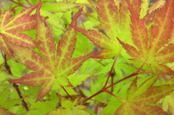 Acer palmatum Iro iro