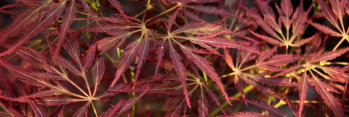 Acer palmatum Red Web