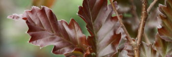 ***FAGUS / BEECH SEE BOTTOM OF PAGE
