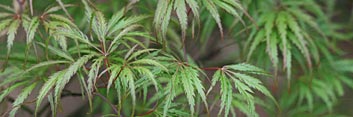 Acer palmatum Midori no teiboku