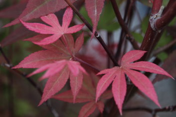 Acer palmatum Englishtown