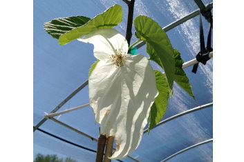 Davidia involucrata Sonoma