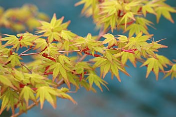 Acer palmatum Calico