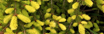 z Conifer Picea abies Perry's Golden (Perry's Gold)
