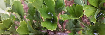 z Ginkgo biloba Chase Manhattan